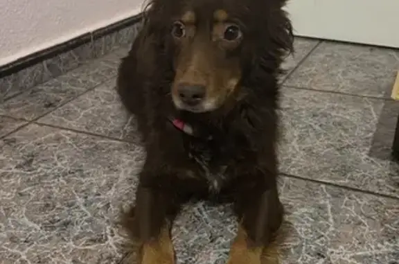 Perro Encontrado en Zarandona, Murcia