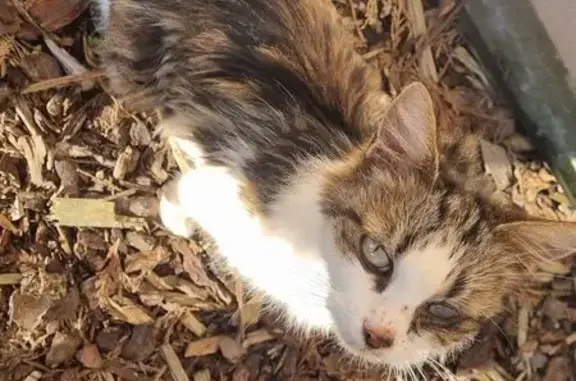Chat errant maigre et affectueux, Manderen - photo