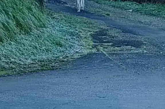 Chien trouvé , photo: Chienne blanche tachetée errante à Puy-l'Évêque