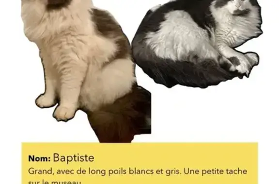 Animaux perdus Floirac, photo: Chat Baptiste perdu à Floirac : poils longs