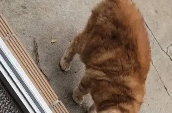 Chatte rousse trouvée à Malzéville - photo