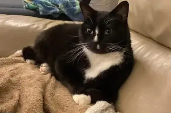 Animaux perdus , photo: Toto, chat noir et blanc perdu à Wittersheim