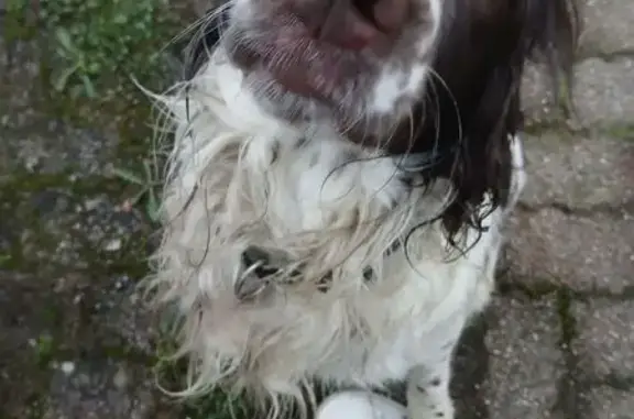 Chien Springer marron/blanc trouvé à Mortefontaine - photo