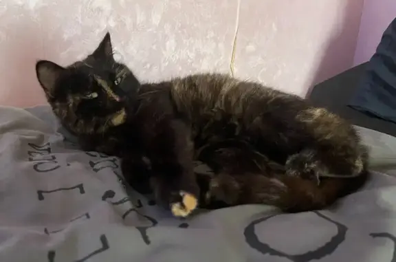 Chatte écailles de tortue perdue 25/12 - photo