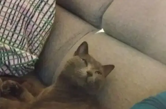 Chat perdu, Auxerre, photo: Chatte chartreux grise perdue à Auxerre