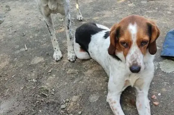 Chien perdu Janzé, photo : Chiens Croisés Disparus à Janzé