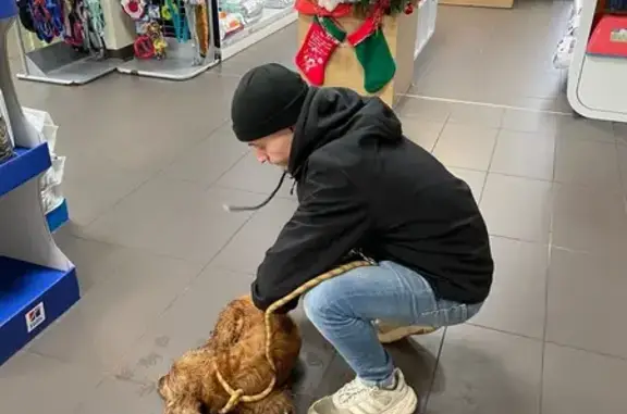 Chien trouvé , photo: Chien marron trouvé sur 4 voies Uzel-Plœuc