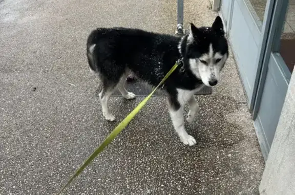 Chien trouvé Feyzin, photo: Husky mâle trouvé à Feyzin, quartier Razes