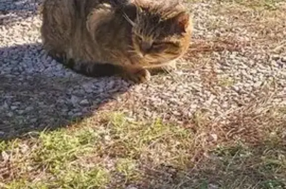 Chat mâle tigré gris trouvé à Sanary-sur-Mer - photo