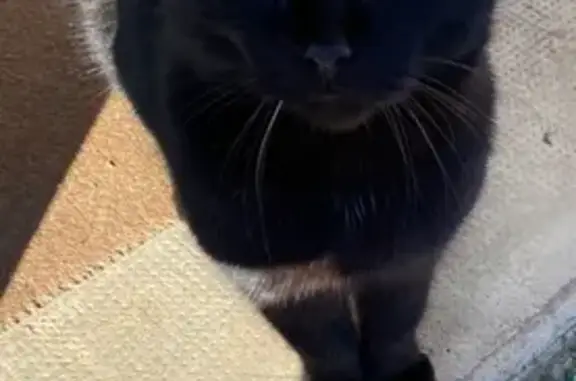 Chat trouvé Livron-sur-Drôme, photo: Chat mâle noir trouvé à Livron-sur-Drôme