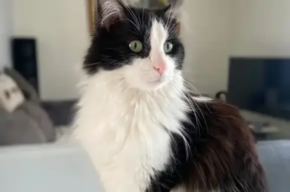 Animaux perdus , photo: Chatte Européenne blanche/noire disparue