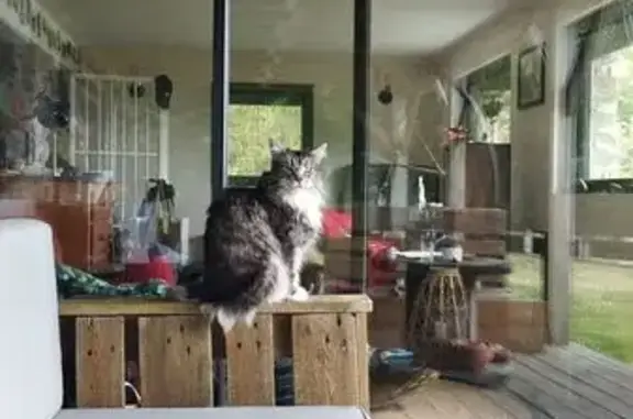 Chatte grise et blanche disparue à Trouville - photo