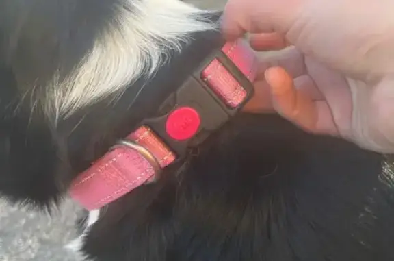 Chien trouvé : collier rose, Mottier - photo