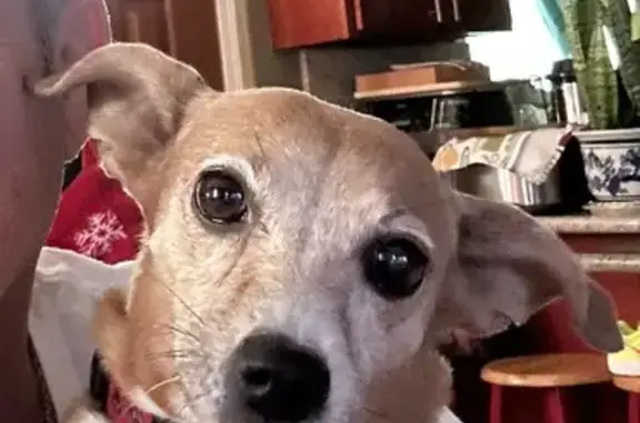 Lost Brown Chihuahua Mix in Ewa Beach