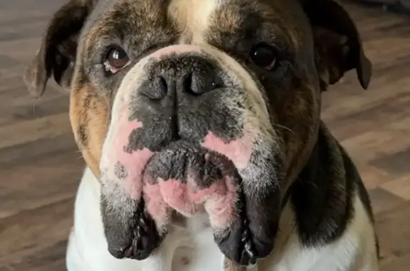 Lost Male English Bulldog in Newhope, AR