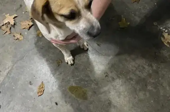 Found: Sweet Speckled Dog in Terry, MS