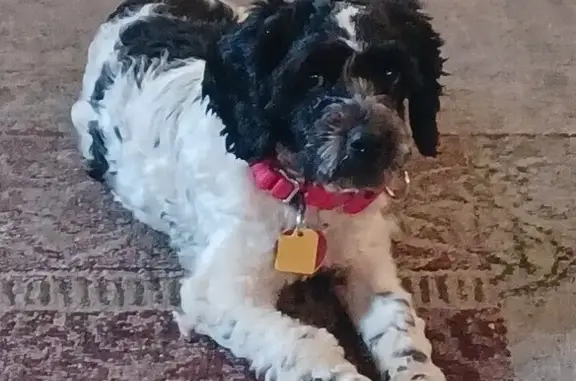 Lost Cockapoo: Black & White, Red Lion