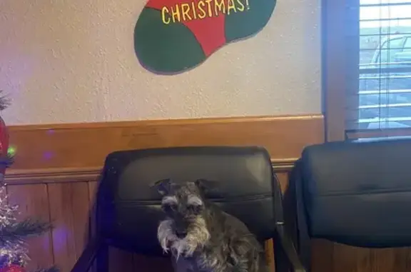 Lost Schnauzer: Blind & Deaf, Jonesboro