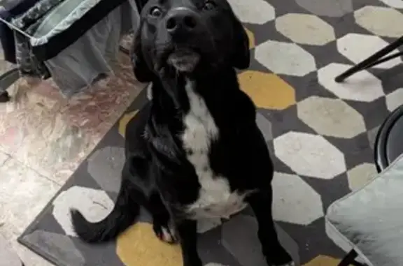 Chien trouvé Labruguière, photo: Chien trouvé route de Mazamet, Labruguière