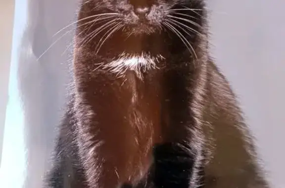 Chat perdu, , photo: Chatte noire perdue à Villesèque-des-Corbières