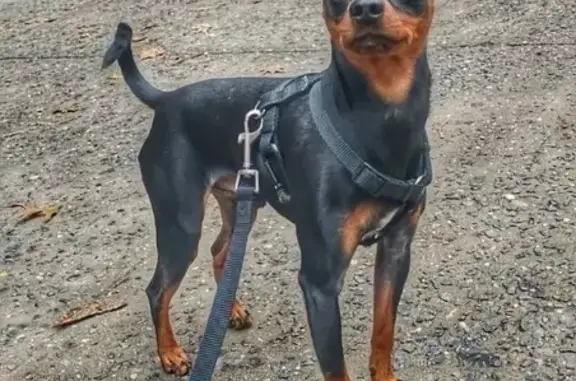 Lost Miniature Pinscher in Prospect Park