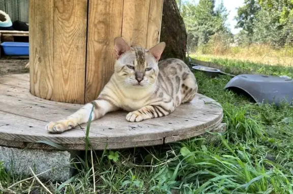 Animaux perdus , photo: Chat Bengal perdu à Bastelica : aidez-nous !