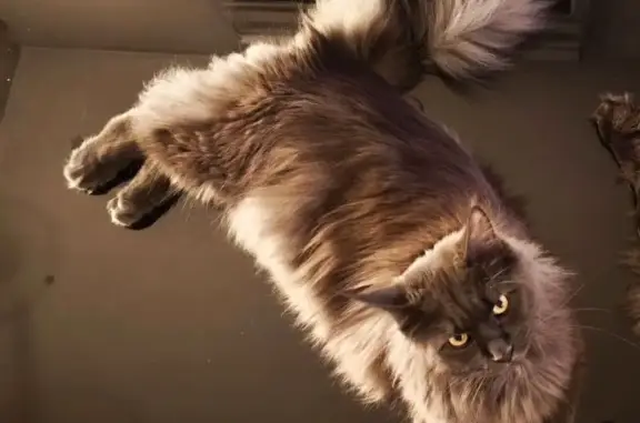 Chat perdu, Morières-lès-Avignon, photo: Maine coon bleu perdu à Morières