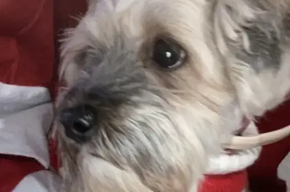 Chien perdu à Espira-de-l'Agly : Elfi 5 ans - photo