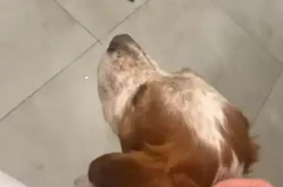 Chien blessé retrouvé à La Queue-en-Brie - photo