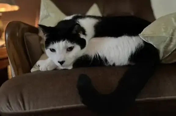 Lost Black & White Cat: Contact Main St Vet