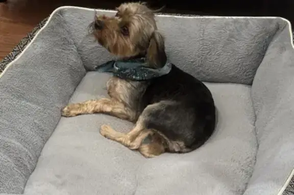 Lost Yorkie in Maumelle: Help Find 100!