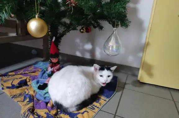 Chat perdu, Vic-Fezensac, photo: Chat européen blanc/noir perdu à Vic-Fezensac