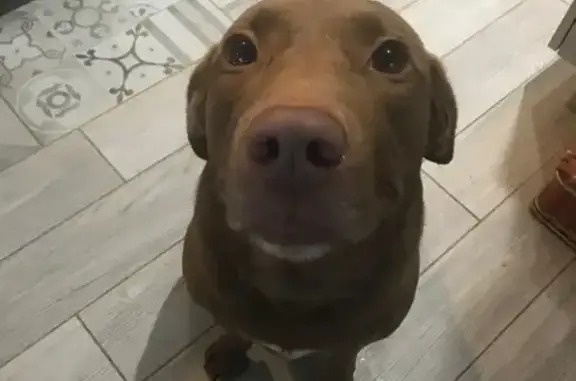 Chien trouvé , photo: Chienne chocolat trouvée à Assieu