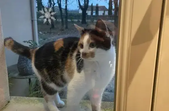 Animaux trouvés , photo: Chatte tricolore câline trouvée à Cieurac
