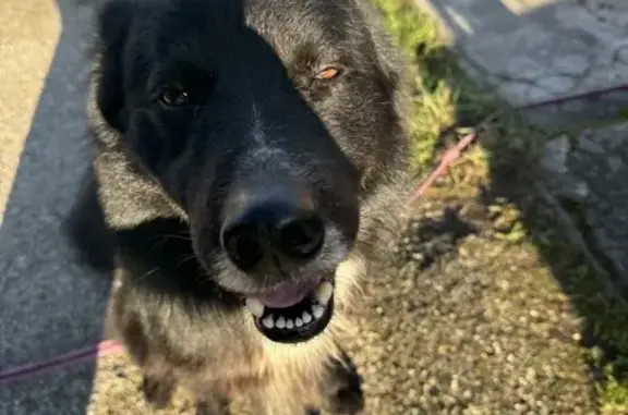 Chien noir trouvé à Villeneuve-Tolosane - photo