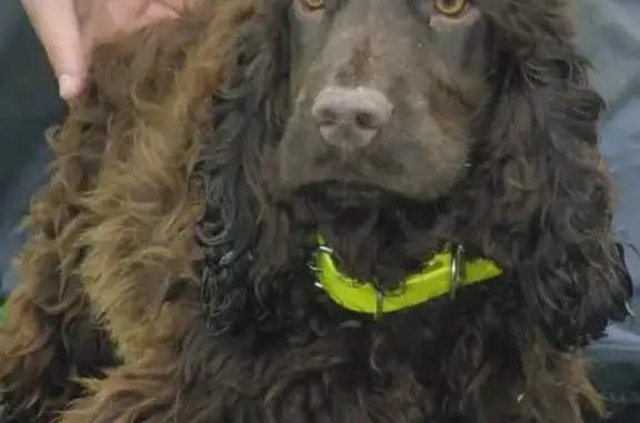 Chien perdu , photo : Cocker chocolat sourd perdu à Tronchy