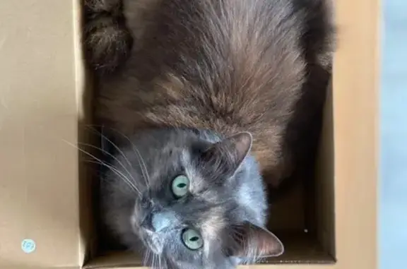 Animaux perdus Saint-Nazaire, photo: Chat disparu, poils longs, St-Nazaire