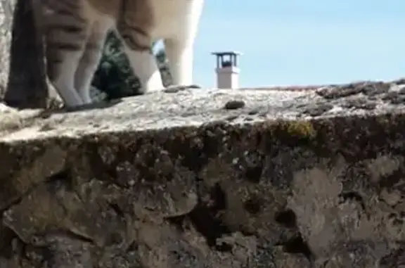 Chat tigré perdu à Saint-Genès-du-Retz - photo