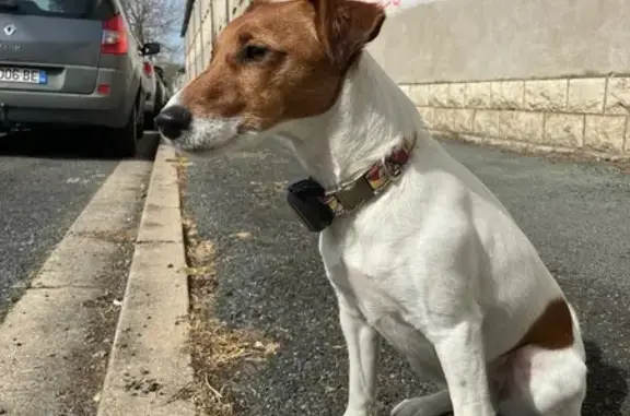 Chien perdu Châtel, photo : Fox Terrier perdue, collier orange, Châtel