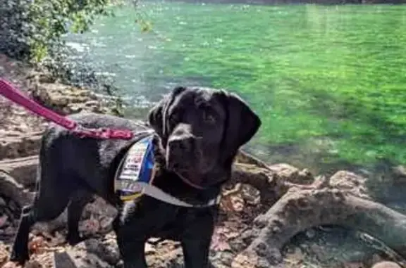 Chien perdu Cabannes, photo : Chienne labrador noire 1 an perdue