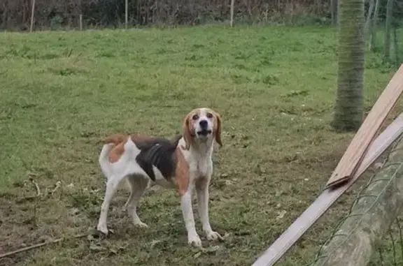 Chien trouvé Rue de la Lande, Varouville - photo