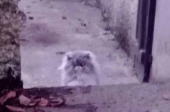 Chat persan gris clair trouvé à Limours - photo