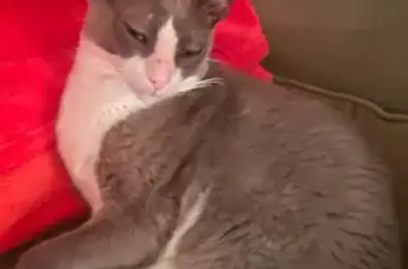 Chat perdu à Trégunc: gris et blanc - photo
