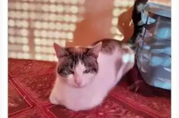 Chat trouvé Hautmont, photo: Chatte tricolore trouvée à Hautmont