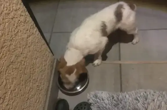 Petit chien trouvé, Meyrannes - photo