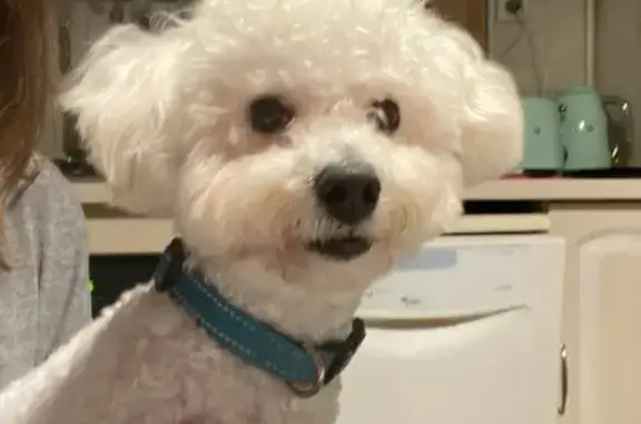 Bichon frisé mâle trouvé à Oullins - photo