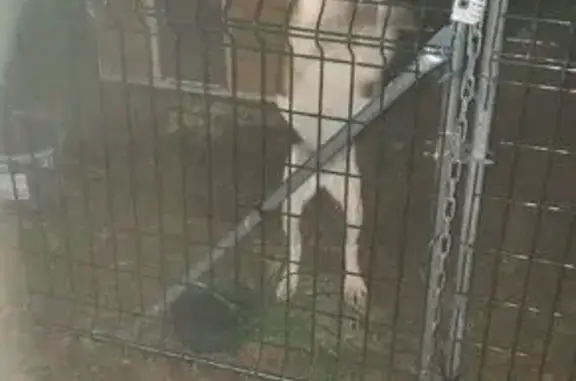 Animaux trouvés , photo: Beagle trouvé à Varouville, Normandie