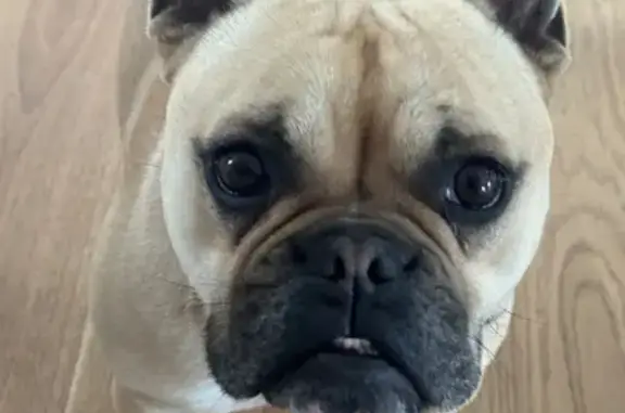 Bouledogue français perdu à Boé - photo