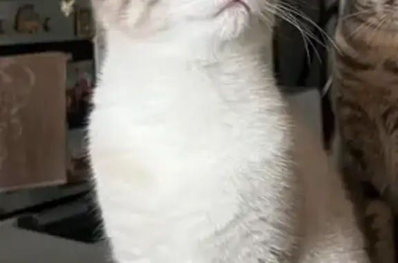 Chat blanc/gris perdu, yeux bleus, Ancenis - photo