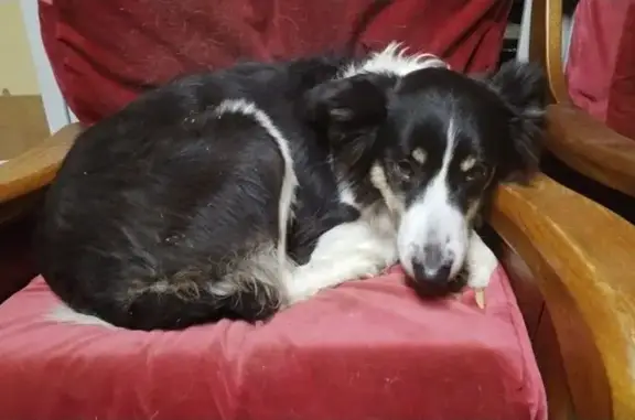 Border collie femelle trouvée à Étampes - photo